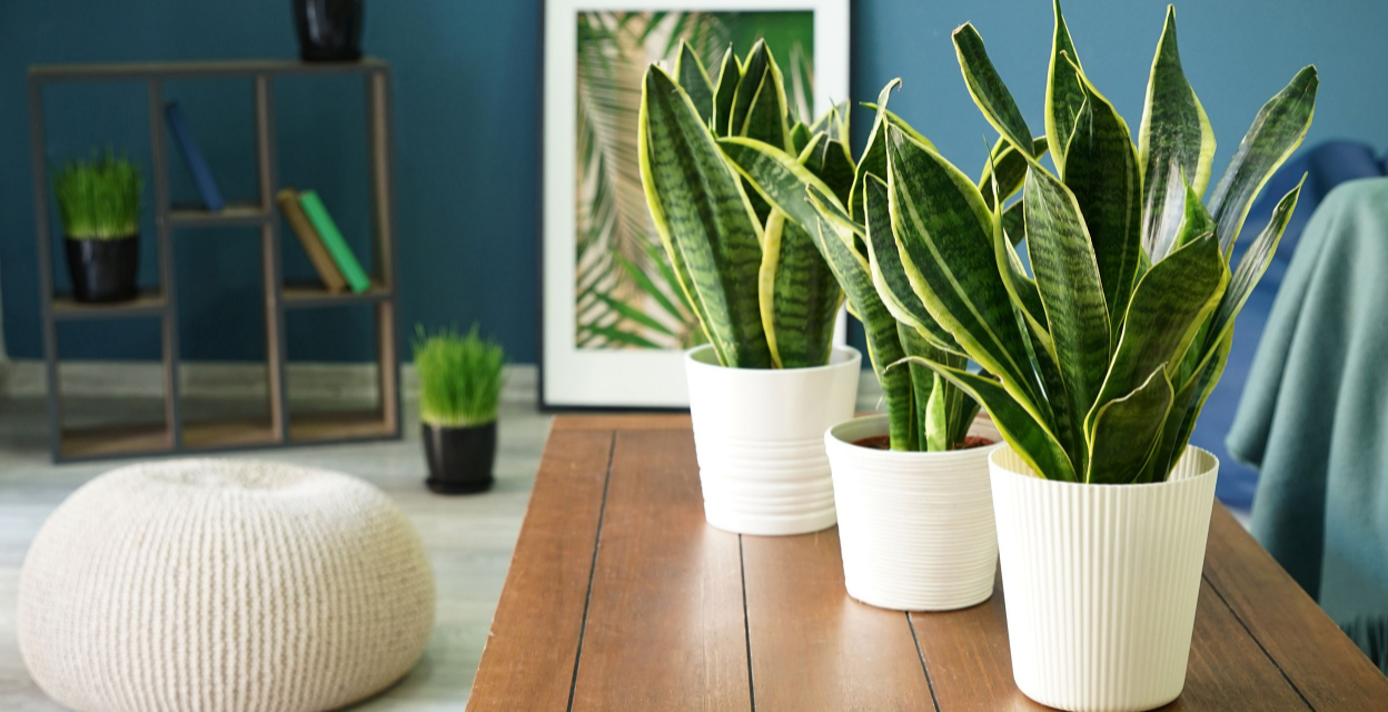 9 easy to grow air purification plants